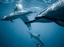 【德甲】桑乔助攻哈兰德破门 多特蒙德3比0沙尔克